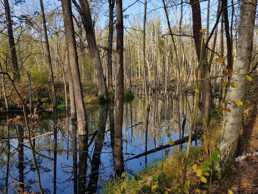 Biberstau am Olbitzbach &copy; Heike Culmsee/DBU