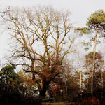 Naturerbefläche Borken © Bundesforstbetrieb Rhein-Weser