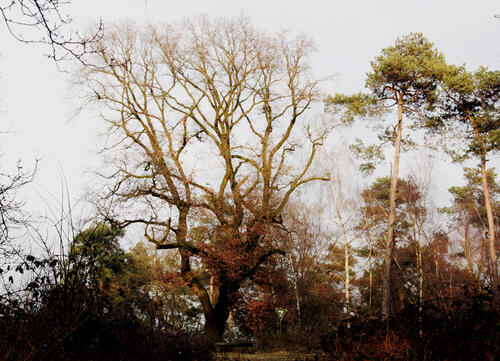 Naturerbefläche Borken &copy; Bundesforstbetrieb Rhein-Weser