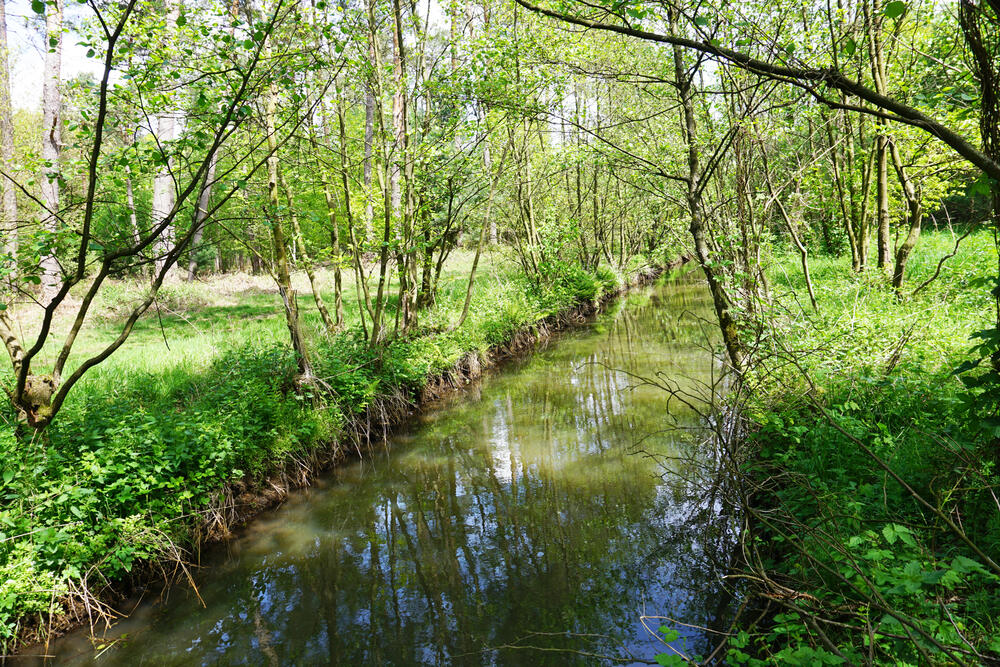 DBU-Naturerbefläche Borkenberge - Sandbach © Uwe Fuellhaas/DBU Naturerbe