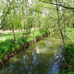 DBU-Naturerbefläche Borkenberge - Sandbach © Uwe Fuellhaas/DBU Naturerbe