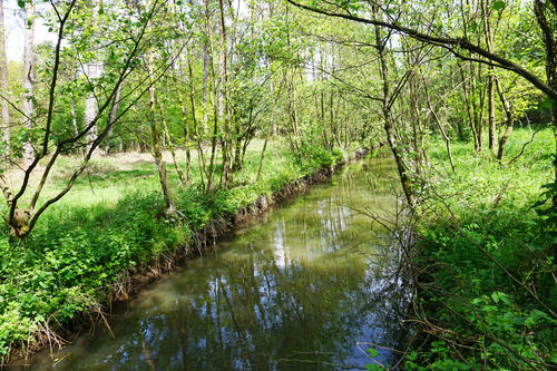 DBU-Naturerbefläche Borkenberge - Sandbach © Uwe Fuellhaas/DBU Naturerbe