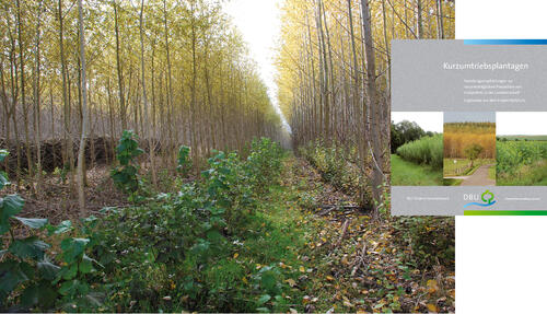 Kurzumtriebsplantagen 