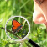 Junge beim Betrachten eines Falters &copy; Deepen-Wieczorek, Hirneisen/piclease