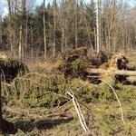 Sturmschäden auf DBU-Naturerbefläche Frauenholz 