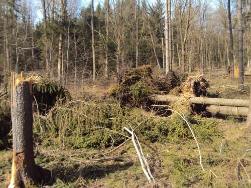 Sturmschäden auf DBU-Naturerbefläche Frauenholz 