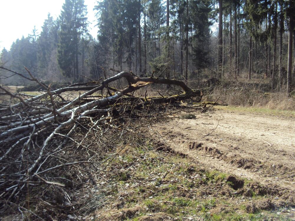Wegsperrung auf DBU-Naturerbefläche Frauenholz 