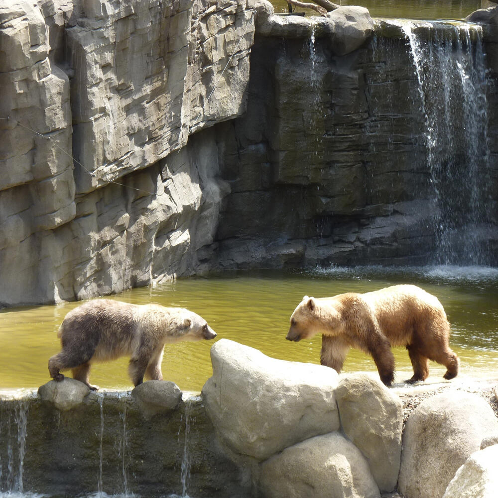 Eisbären vom Osnabrücker Zoo © Zoo Osnabrück