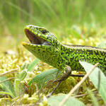 Zauneidechse in der Paarungszeit © Tom Kirschey