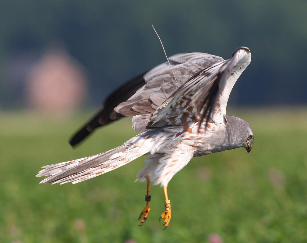 Männliche Wiesenweihe &copy; Theo van Kooten