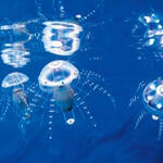 Bionic Award 2010 Flyer Bild 