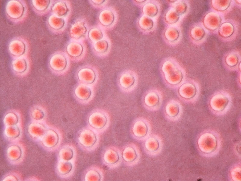 CAP-Zellen (mikroskopisches Bild) © CEVEC Pharmaceuticals