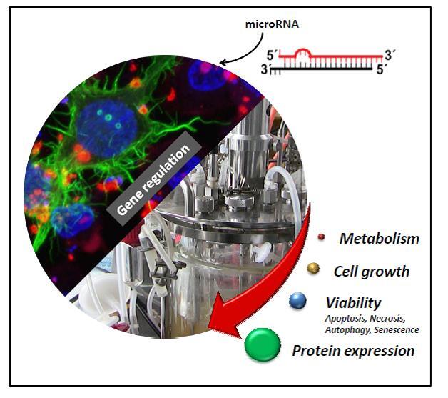 Konzept für den Einsatz von miRNAs  © DBU-Projektpartner