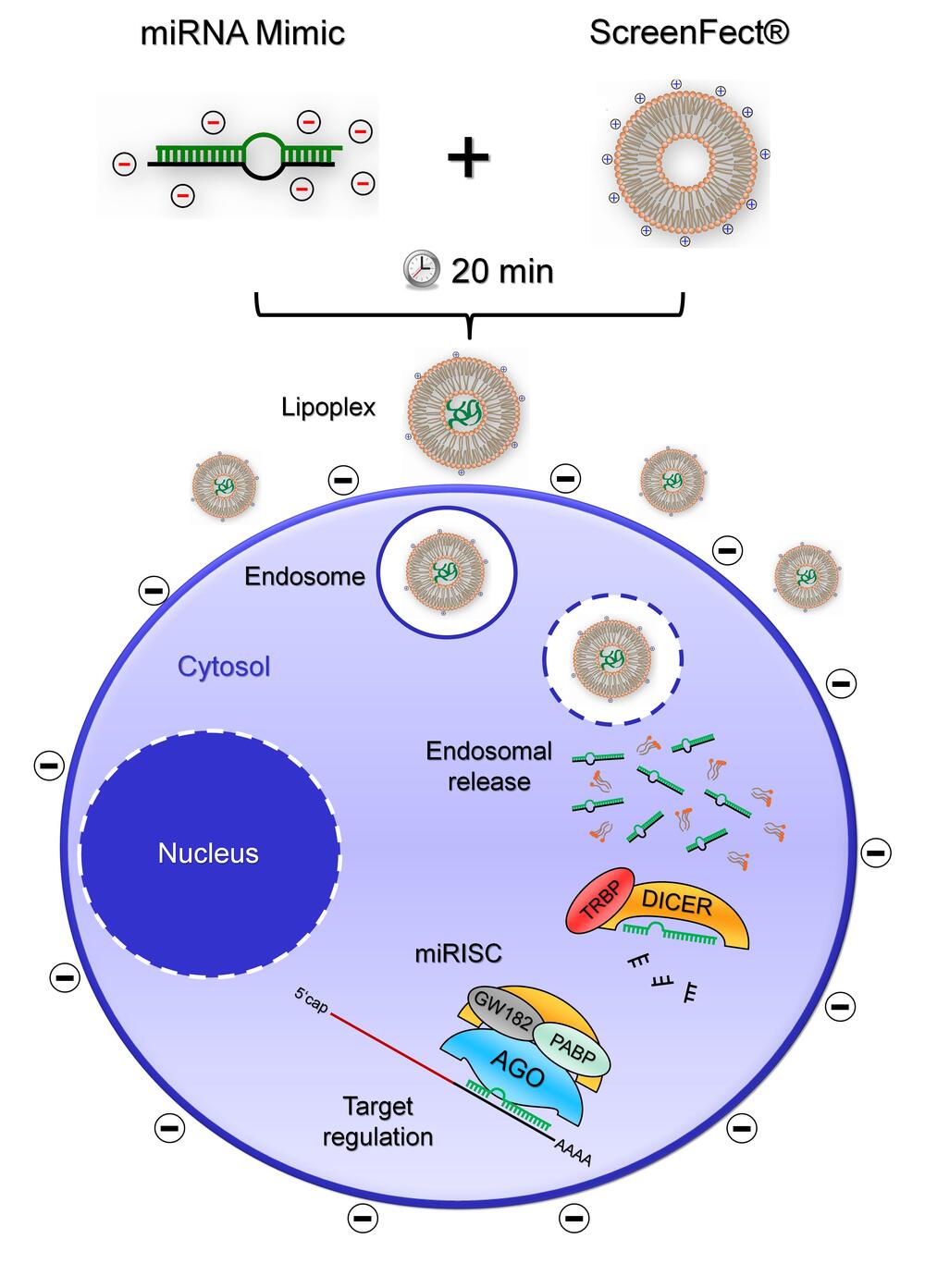 Schema: Transfektionsprozess für miRNAs © DBU-Projektpartner
