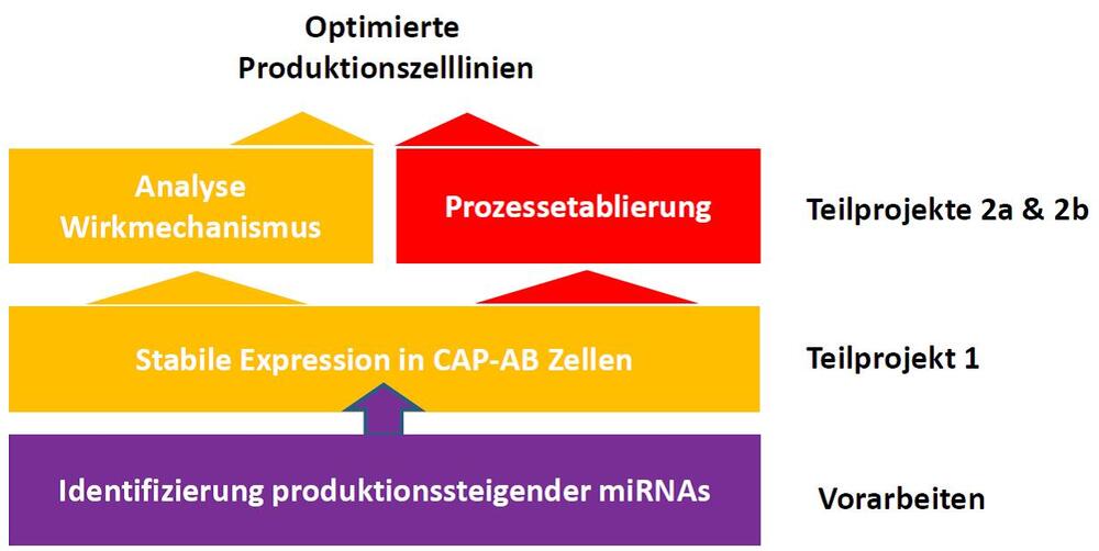 Projekt-work flow © DBU-Projektpartner