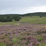Naturerbefläche Borkenberge Heidegebiet © Naturschutzzentrum Kreis Coesfeld/Matthias Olthoff