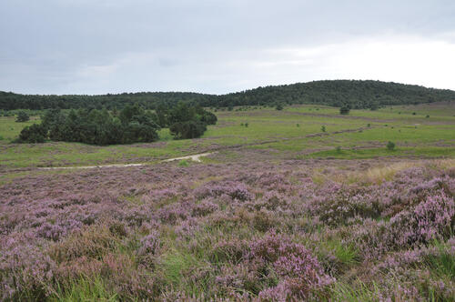 Naturerbefläche Borkenberge Heidegebiet © Naturschutzzentrum Kreis Coesfeld/Matthias Olthoff