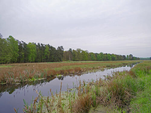 Martenschen Bruch, DBU-Naturerbefläche Ueckermünder Heide © Werner Wahmhoff/DBU Naturerbe