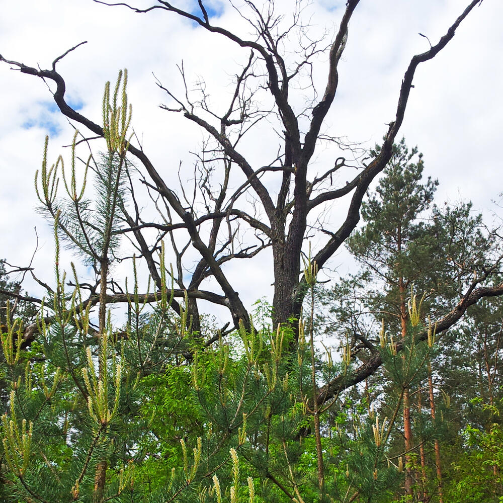 DBU-Naturerbefläche Kühnauer Heide © H.-Otto Denstorf/DBU Naturerbe