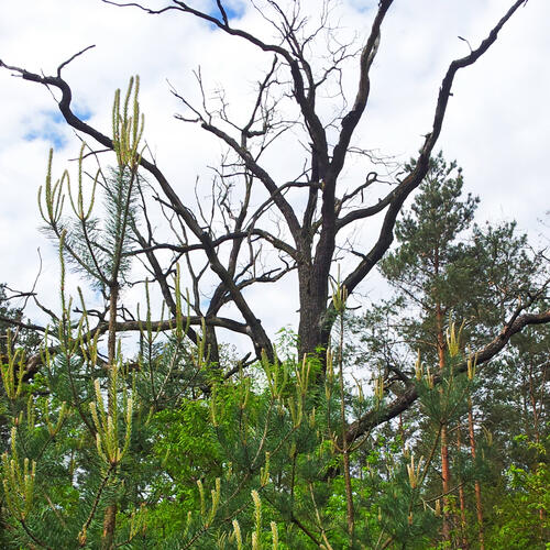 DBU-Naturerbefläche Kühnauer Heide © H.-Otto Denstorf/DBU Naturerbe