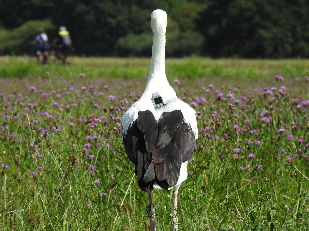Die Störche wurden mit kleinen Sendern ausgestattet, um ein Bewegungsprofil von ihnen zu erstellen.  © Aktion PfalzStorch e.V.