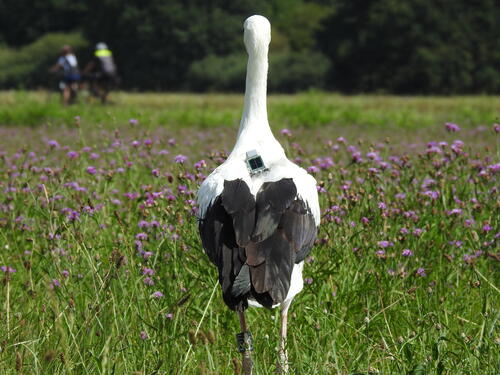 Die Störche wurden mit kleinen Sendern ausgestattet, um ein Bewegungsprofil von ihnen zu erstellen.  © Aktion PfalzStorch e.V.