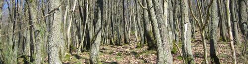 Stockausschlagswald &copy; Christian Suchomel