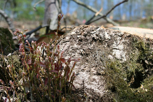 junger Stockausschlag &copy; Christian Suchomel
