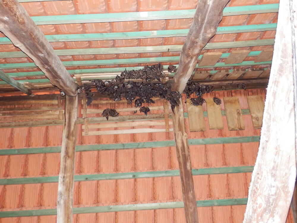 See yourself... © Stiftung Fledermaus Thüringen
