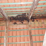 See yourself... © Stiftung Fledermaus Thüringen