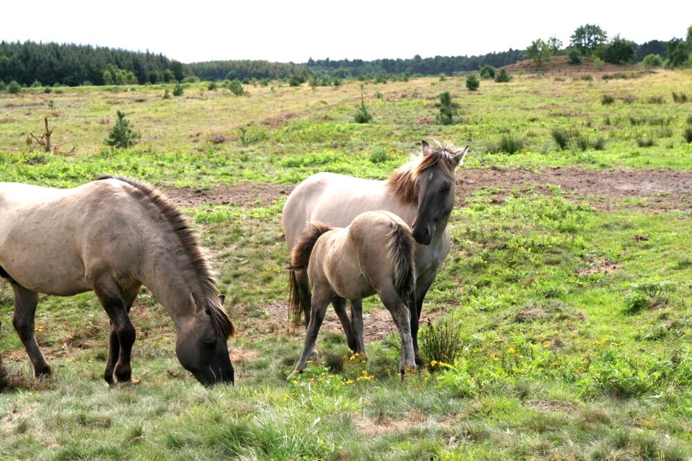 Altenwalde, Stute und Fohlen 