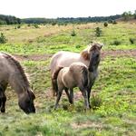 Altenwalde, Stute und Fohlen 