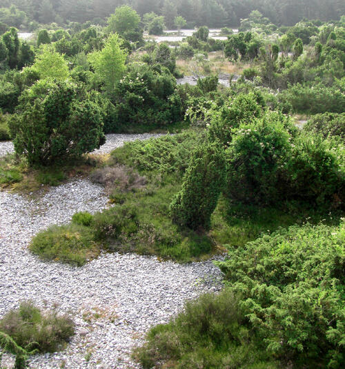 NSG Prora Feuersteinfelder 