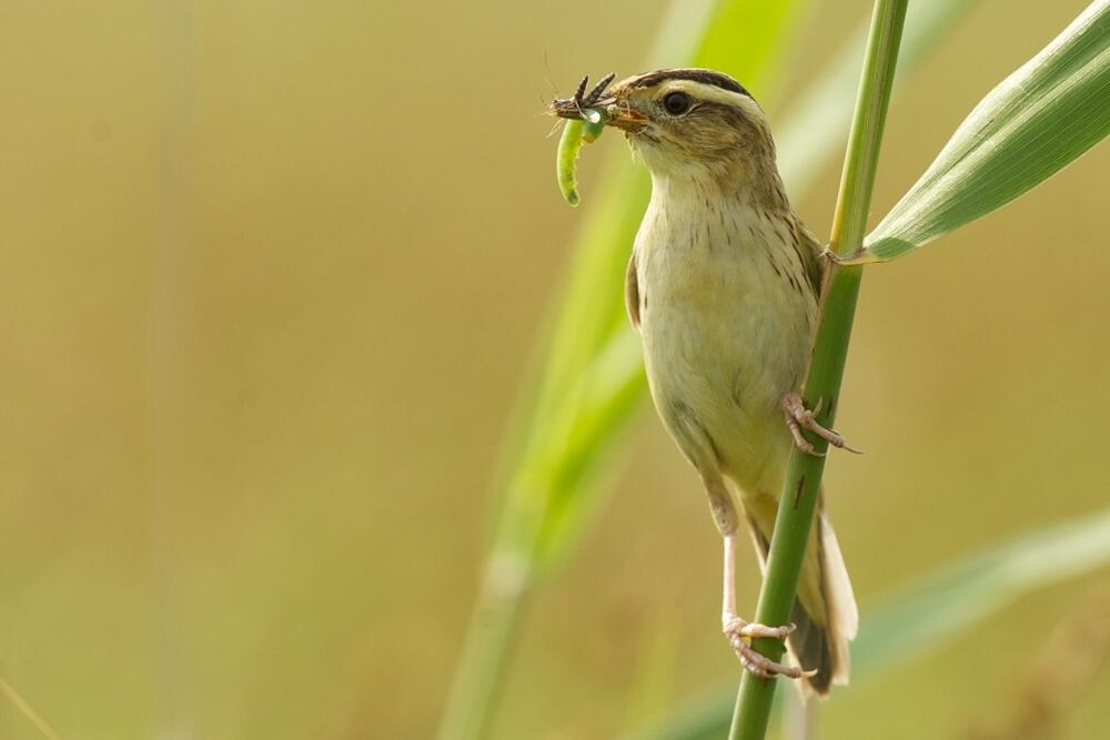 Seggenrohrsänger © Zymantas Morkvenas