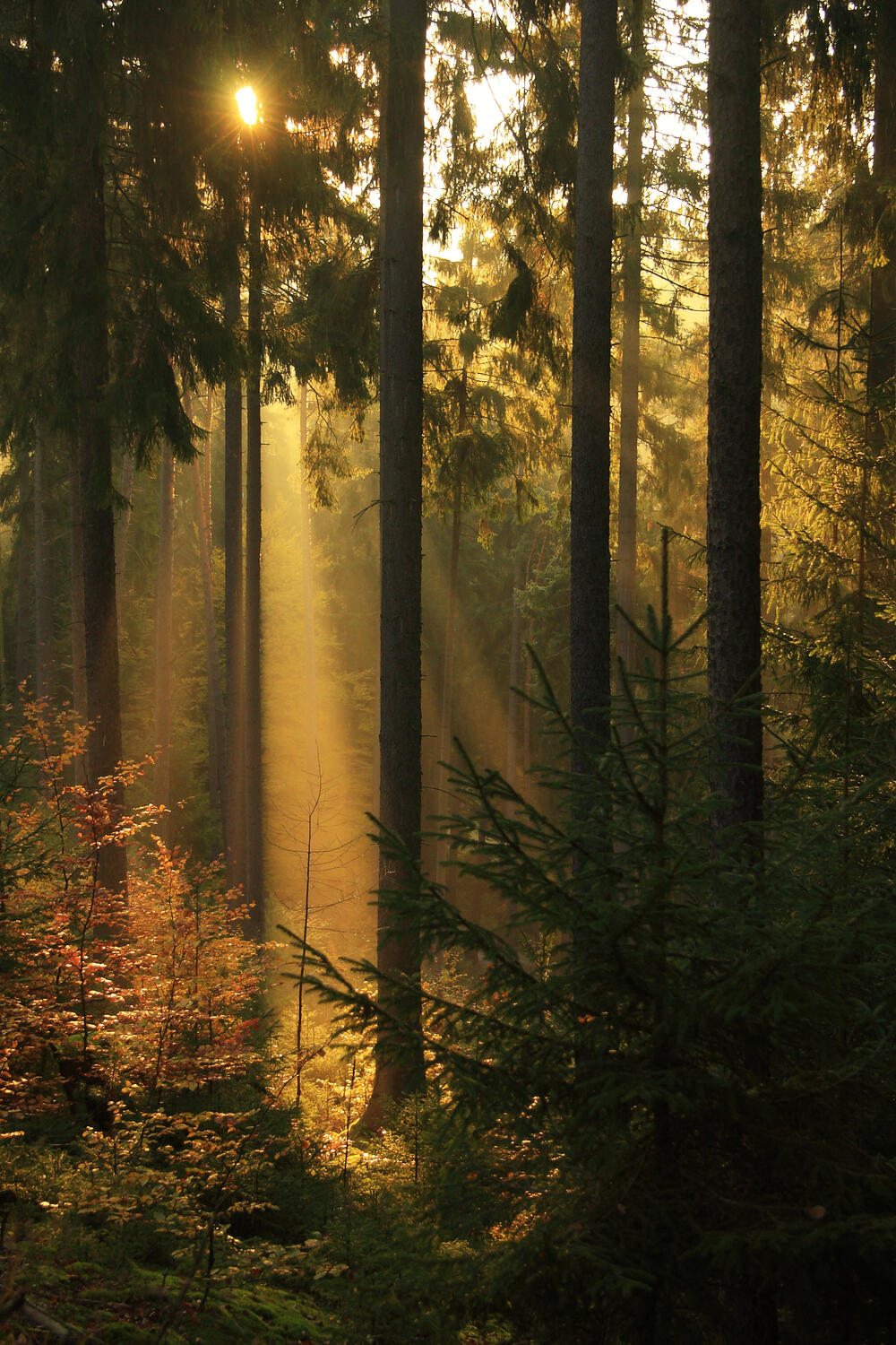 Wald Salzunger Vorderröhn © Bundesforst