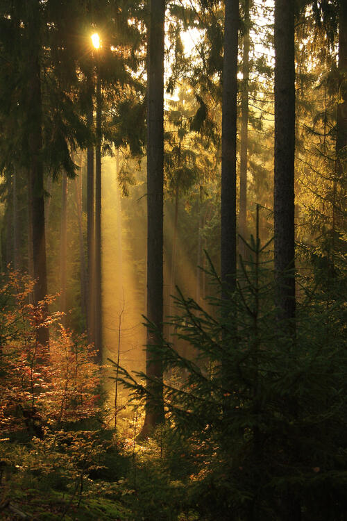 Wald Salzunger Vorderröhn © Bundesforst