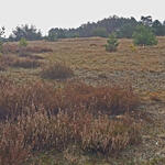 DBU-Naturerbefläche Kuhlmorgen © Werner Wahmhoff/DBU 