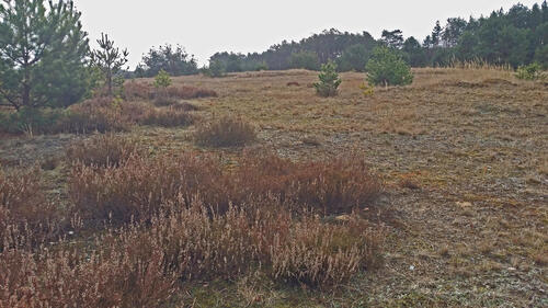 DBU-Naturerbefläche Kuhlmorgen © Werner Wahmhoff/DBU 