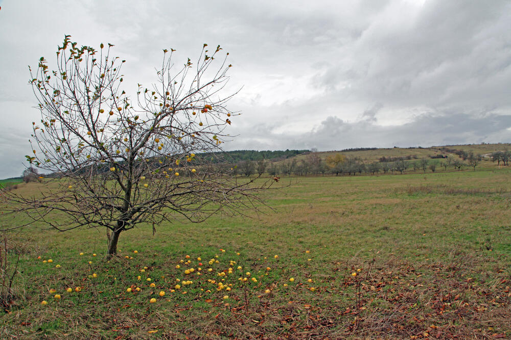 DBU-Naturerbefläche Forstberg © Heike Culmsee/DBU 