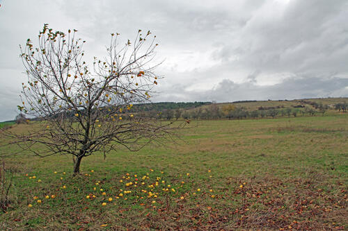 DBU-Naturerbefläche Forstberg © Heike Culmsee/DBU 