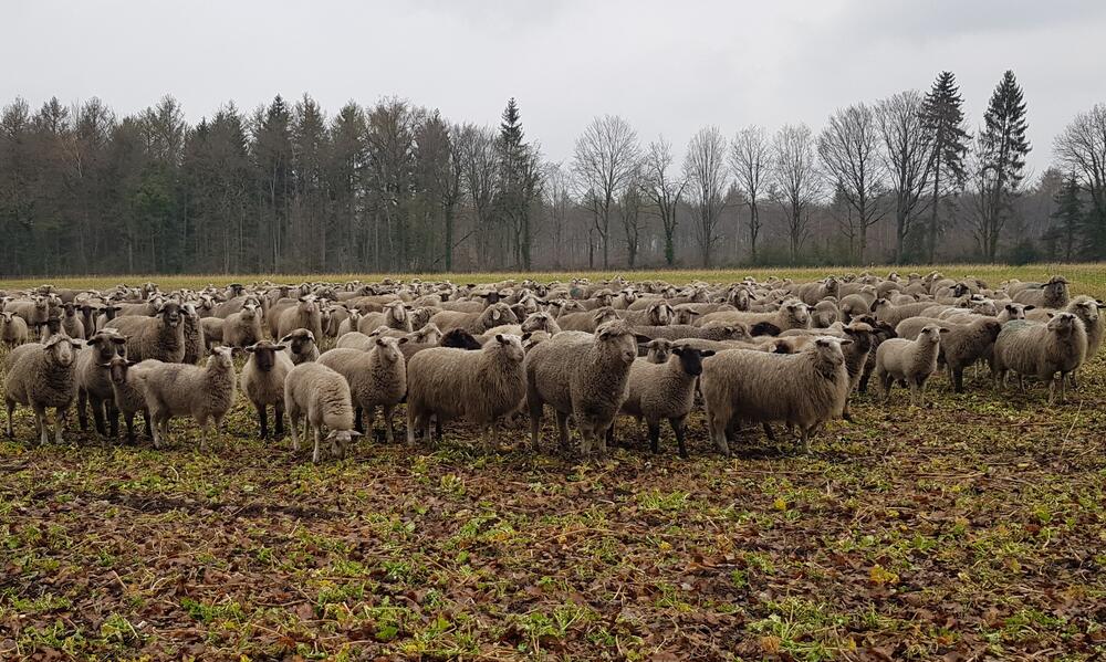 Schafe von Heinz-Josef Stratmann Borkenberge © Katja Behrendt/ DBU Naturerbe
