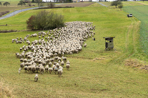 Schafsherde von Erwin Schwarz © Heike Spöhrer