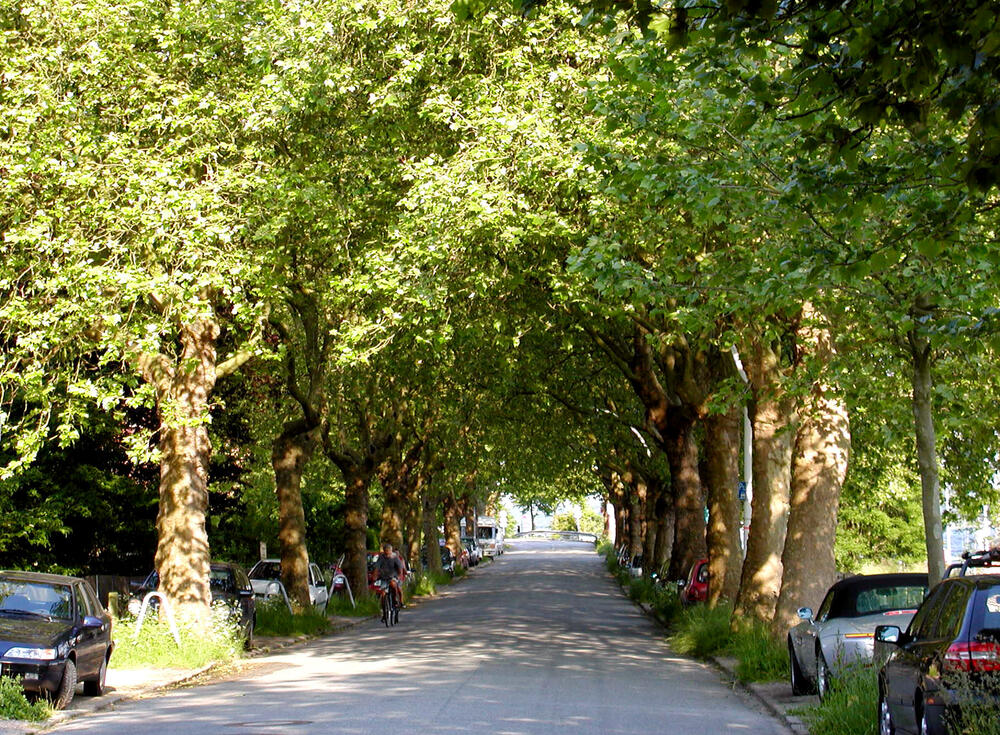 The plane trees in Kiel-Holtenau is one of the six historical paths that were part of the project. 