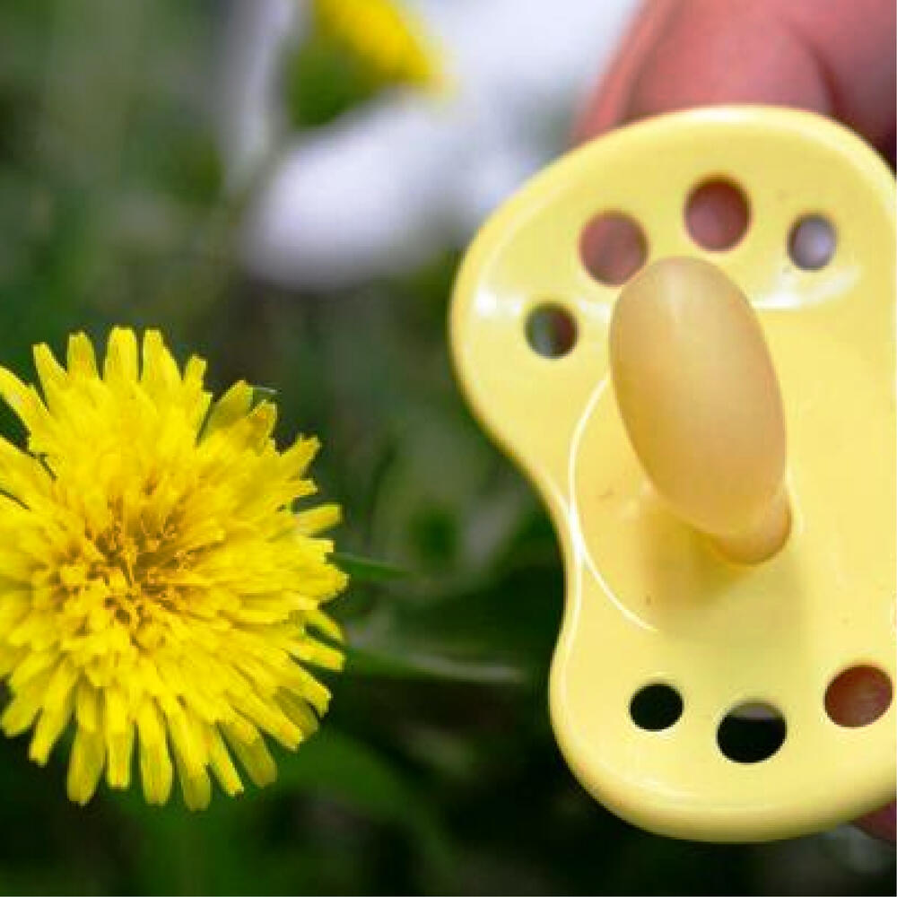 Russischer Löwenzahn 