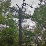 DBU-Naturerbefläche Biederitzer Busch © Christian Block/Bundesforst