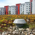 Gaytandzhieva_Gründach_Pixabay © Pixabay