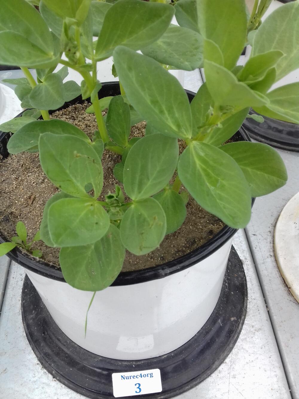 33651_Pflanzversuch &copy; Kompetenzzentrum Wasser Berlin gGmbH