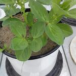 33651_Pflanzversuch &copy; Kompetenzzentrum Wasser Berlin gGmbH