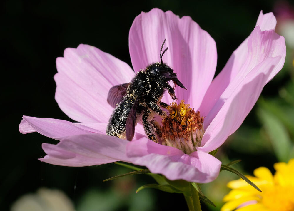 Holzbiene © Willibald Lang/Makrowilli