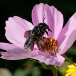 Holzbiene © Willibald Lang/Makrowilli